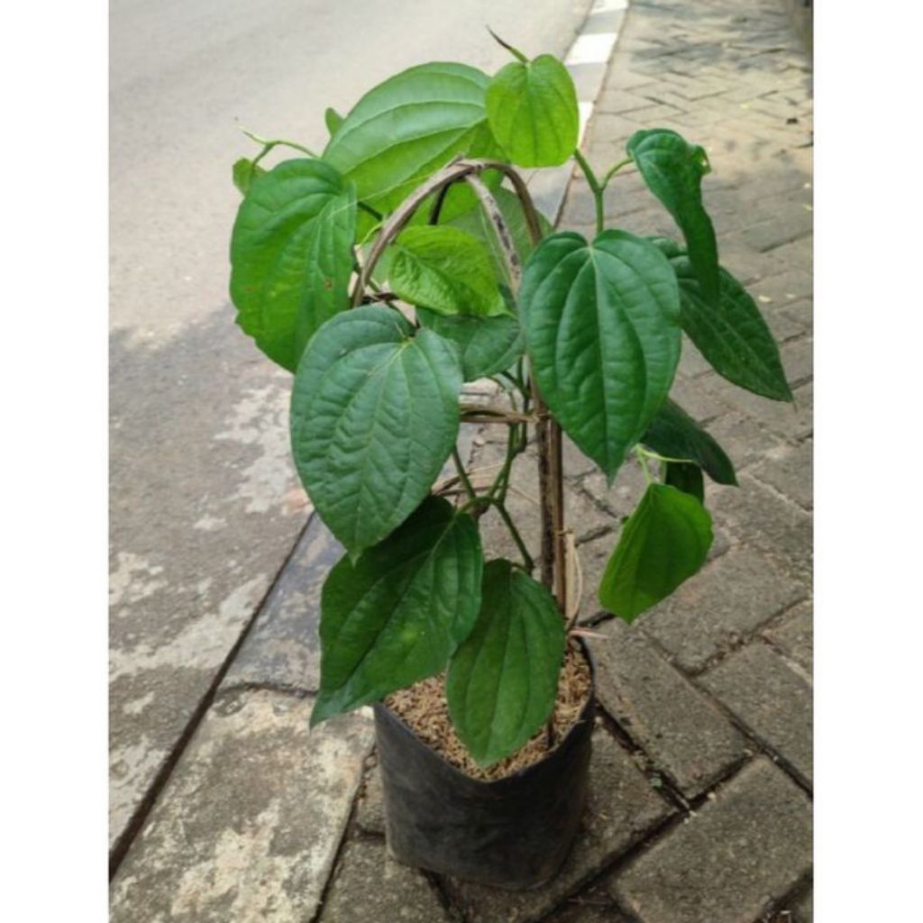 Tanaman herbal daun sirih hijau - tanaman obat daun sirih