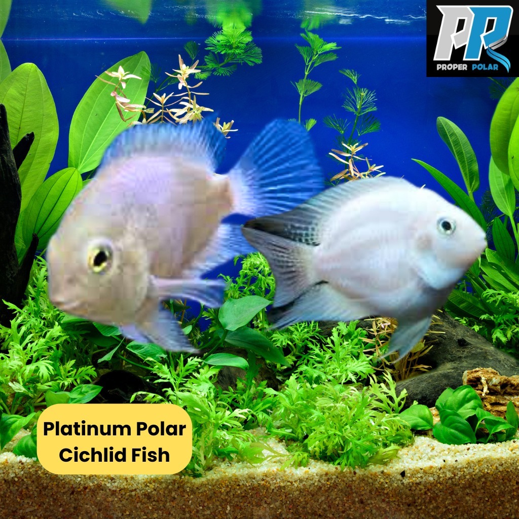 Ikan Hias White Polar Platinum Convict Cichlid | Ikan Hias Aquarium Aquascape