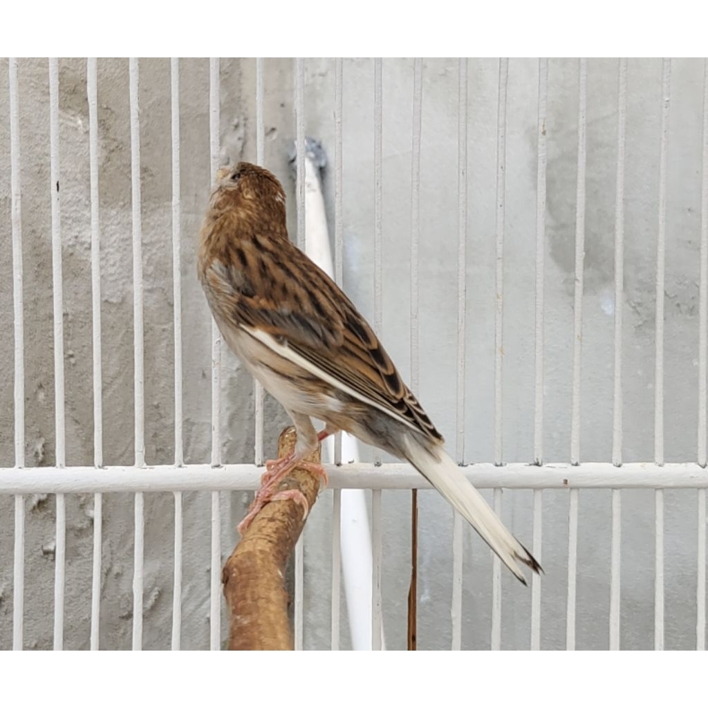 burung kenari lokal gacor sehat