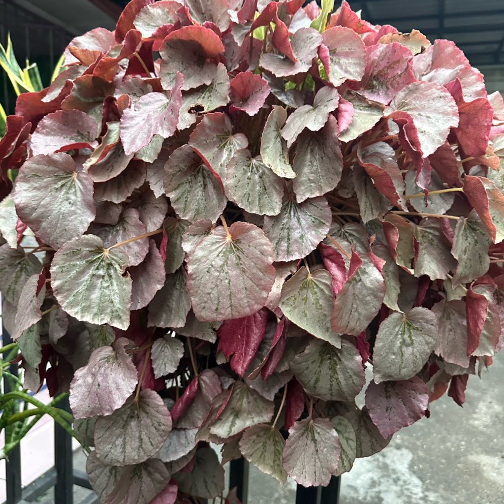 Tanaman Hias Begonia Merah - Tanaman Hias gantung Begonia
