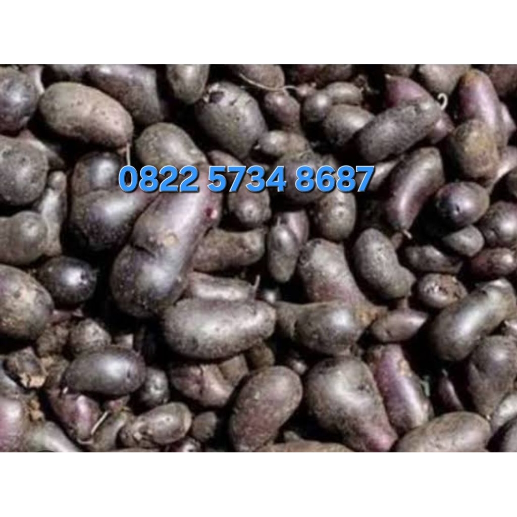 Kentang Hitam/Kentang ireng/750gr/KENTNG KLECI/KENTANG HITAM/KENTANG JEMBUT/Super Murah