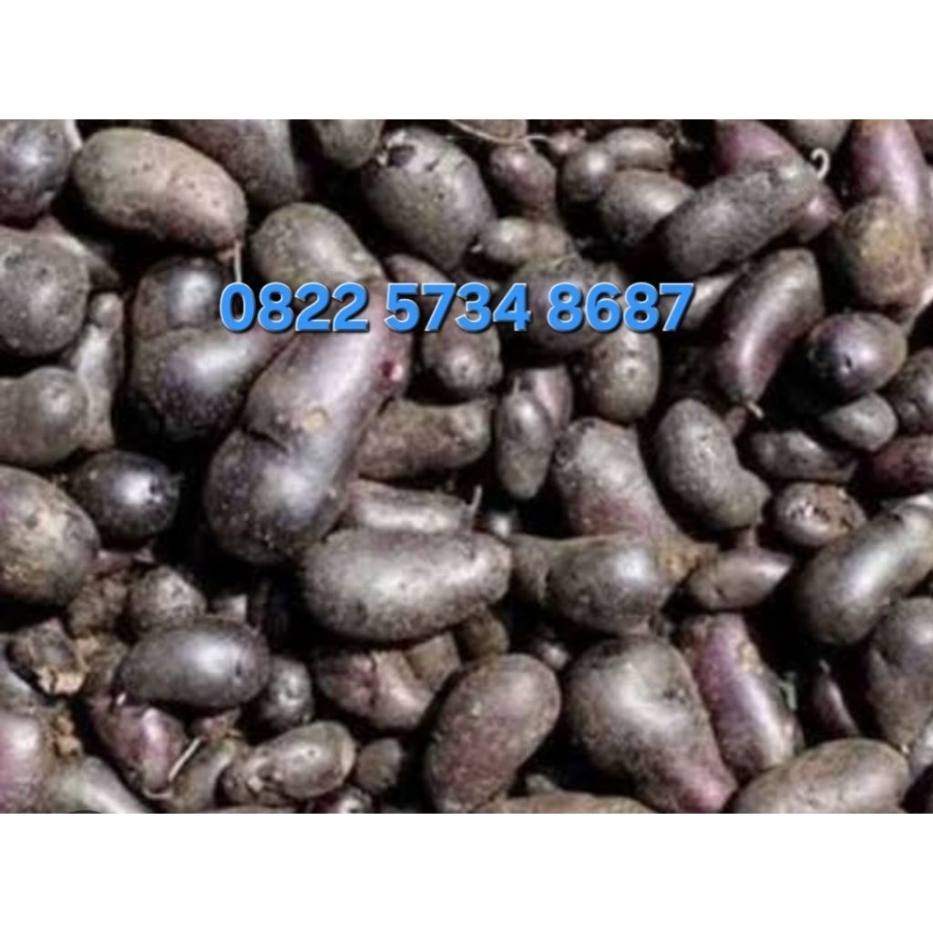 KENTANG HITAM SUPER , KENTANG HITAM, KENTANG BULU, KLECI