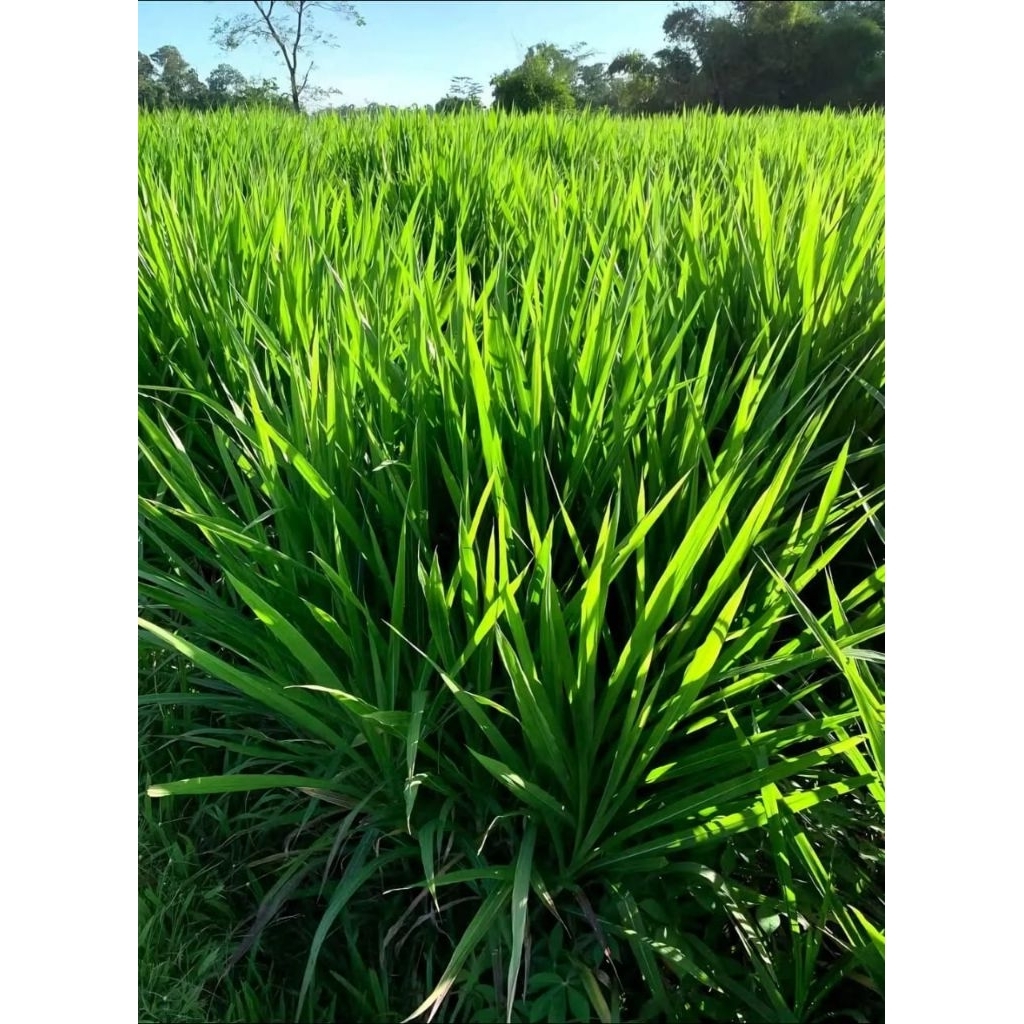 BIBIT RUMPUT ODOT SUPER