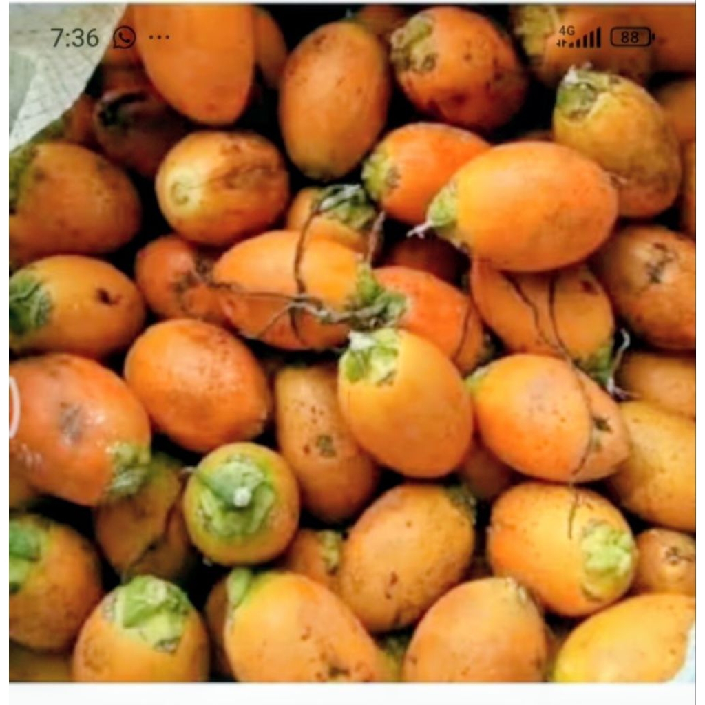 

pinang tua segar 1kg