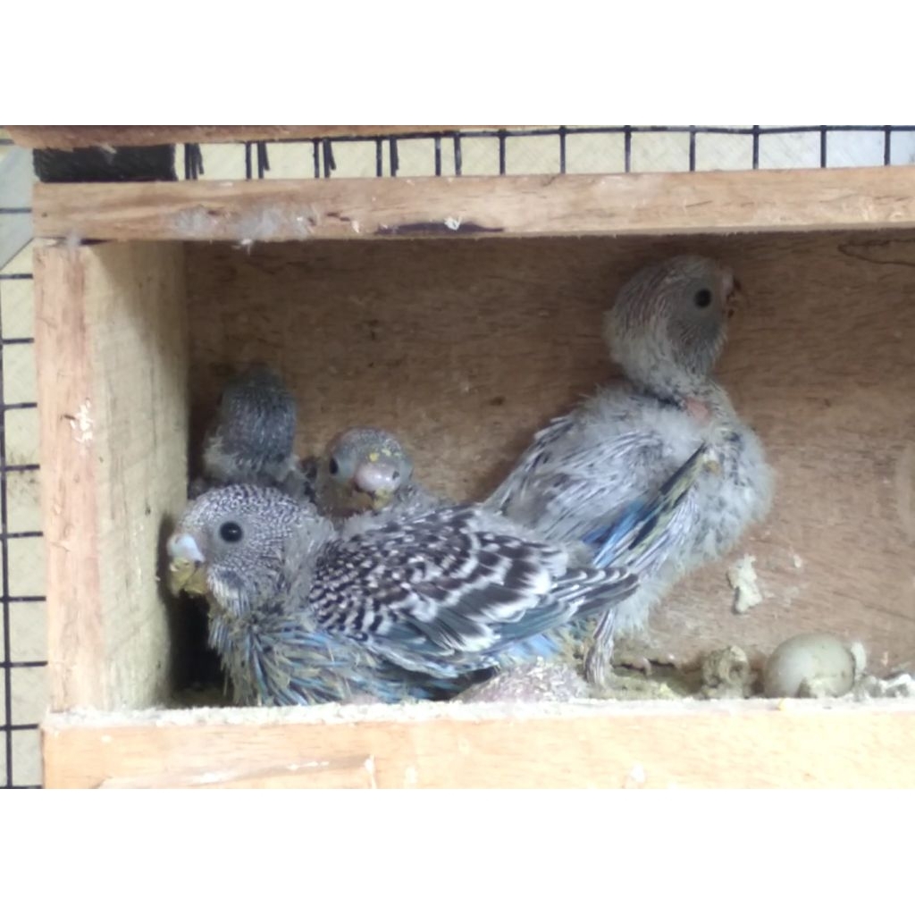 Parkit lolohan / bayi parkit Kediri