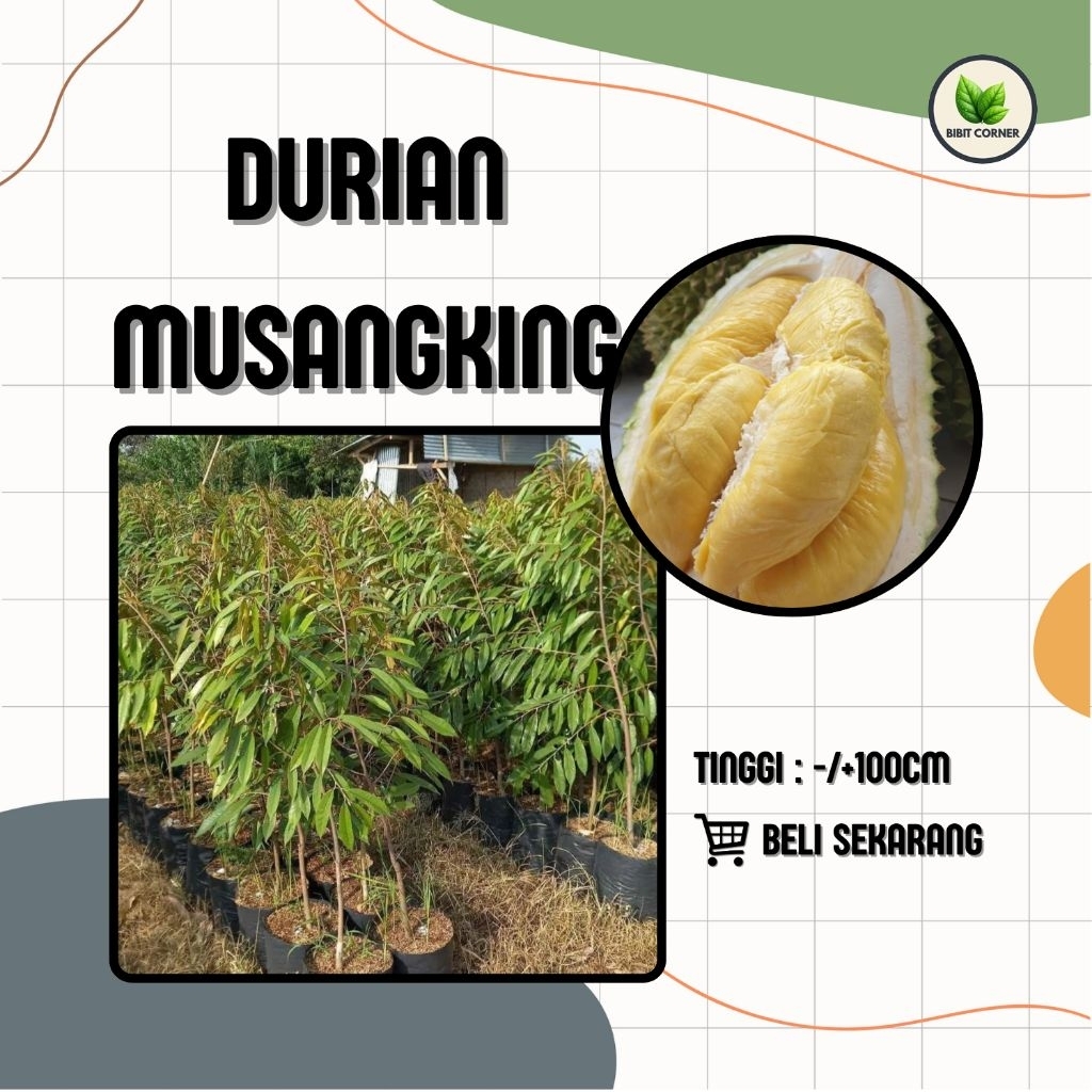 Bibit Durian Musangking 1 meter