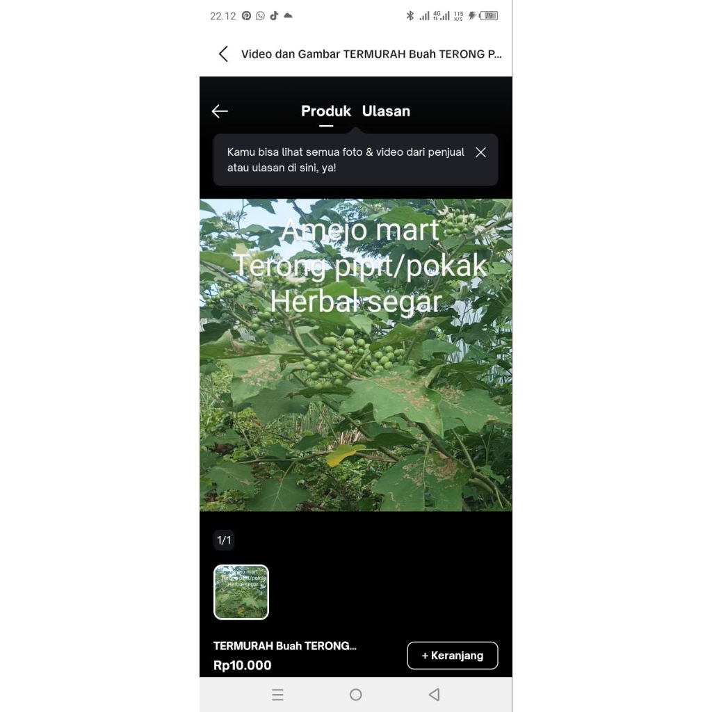 

TERMURAH TERONG PIPIT/TERONG POKAK HERBAL