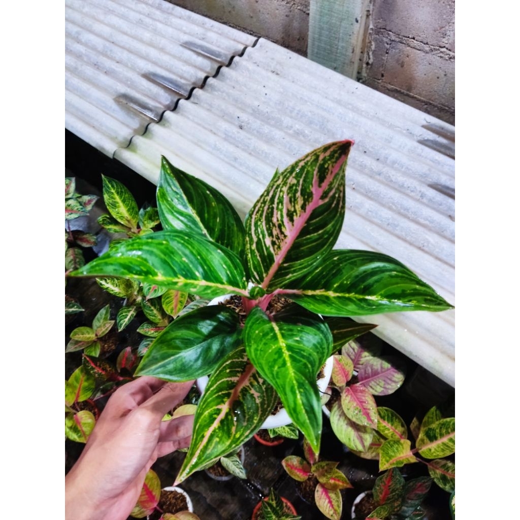 Aglonema paulina tanian lokal