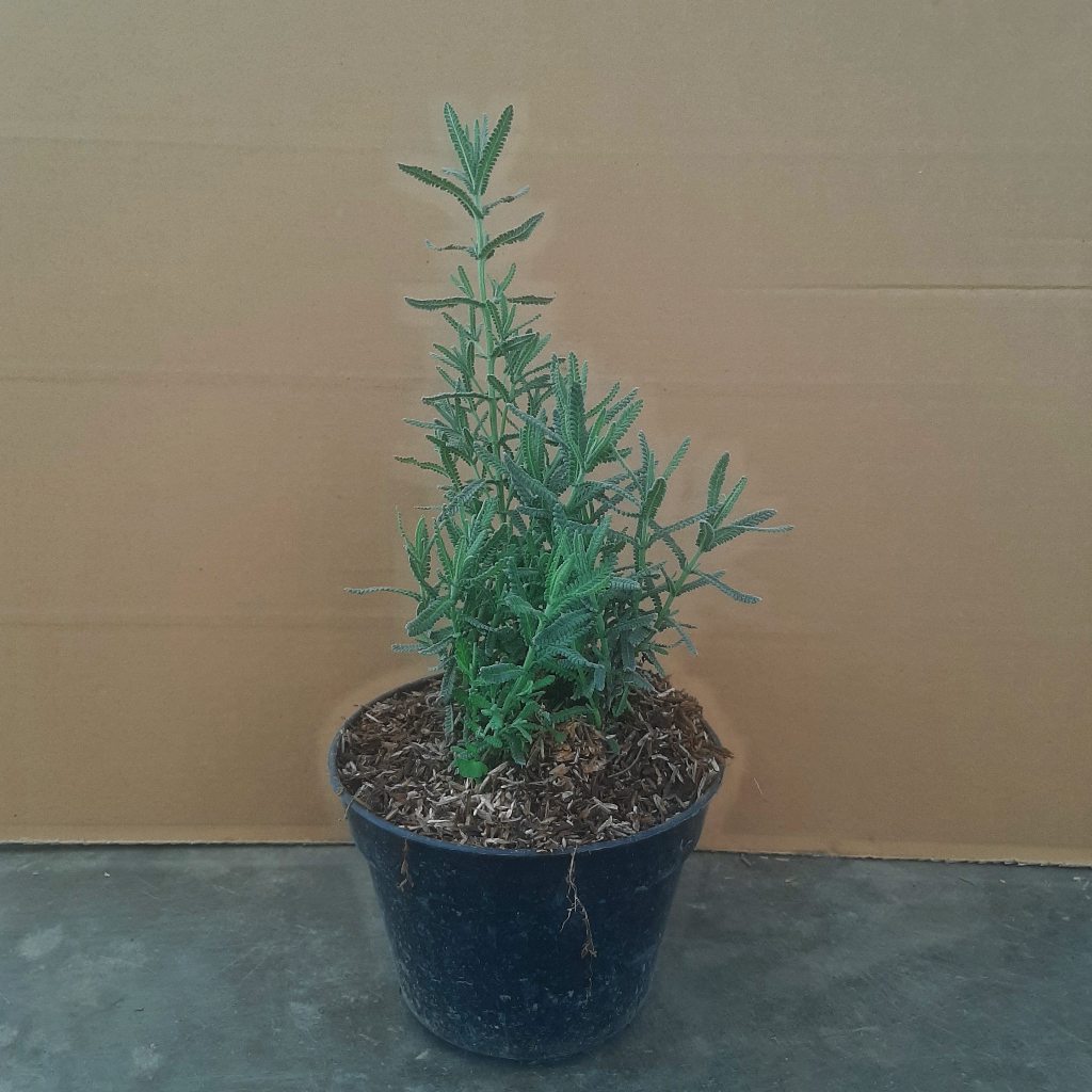 GOLD CREEK LAVENDER AROMA TERAPI FRENCH bunga lavender pengusir nyamuk buinga aroma mint TANAMAN