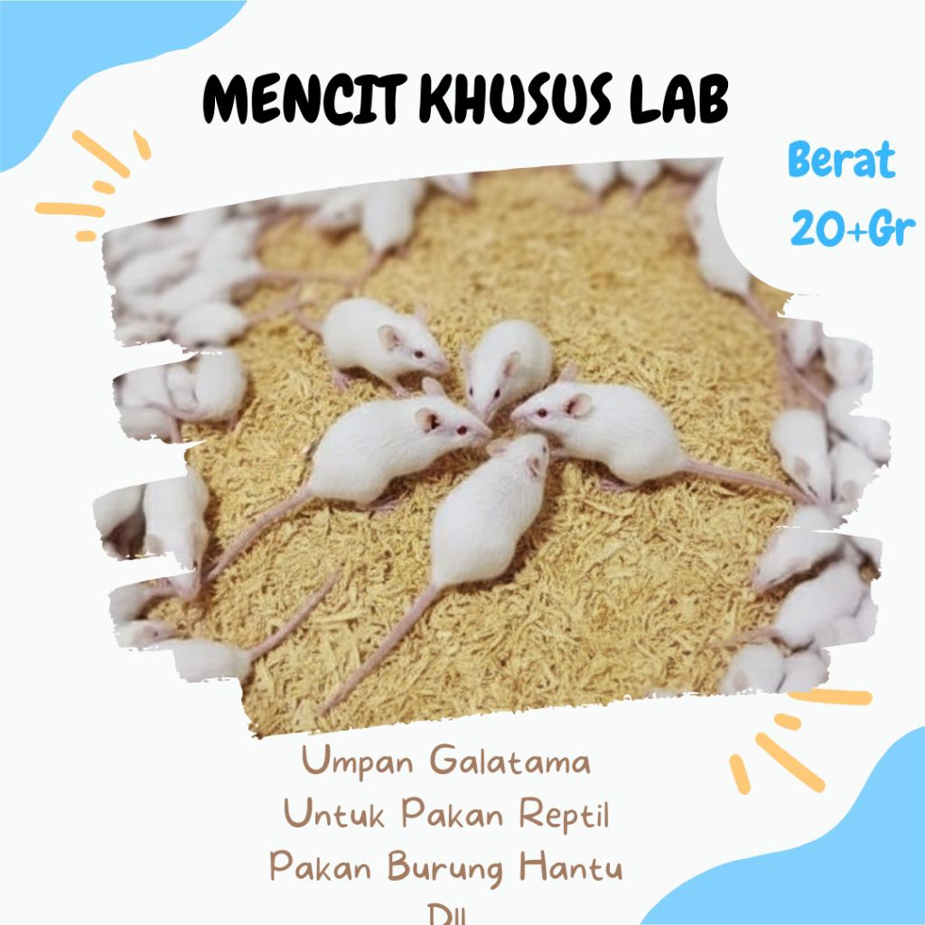 Mencit / Tikus Putih Hidup Standar Laboratorium – Mus Musculus untuk Penelitian
