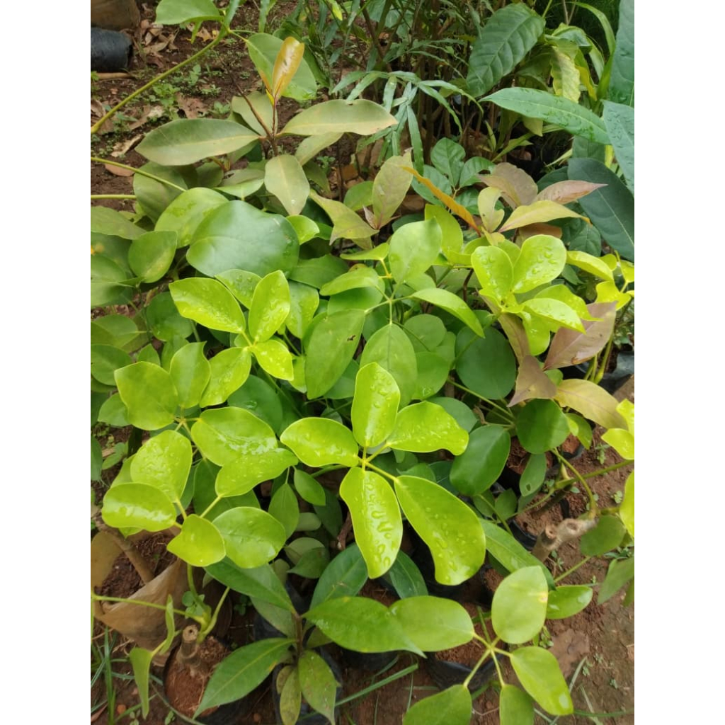 Bibit Tanaman Tlogosari - Tanaman Pembawa Rezeki