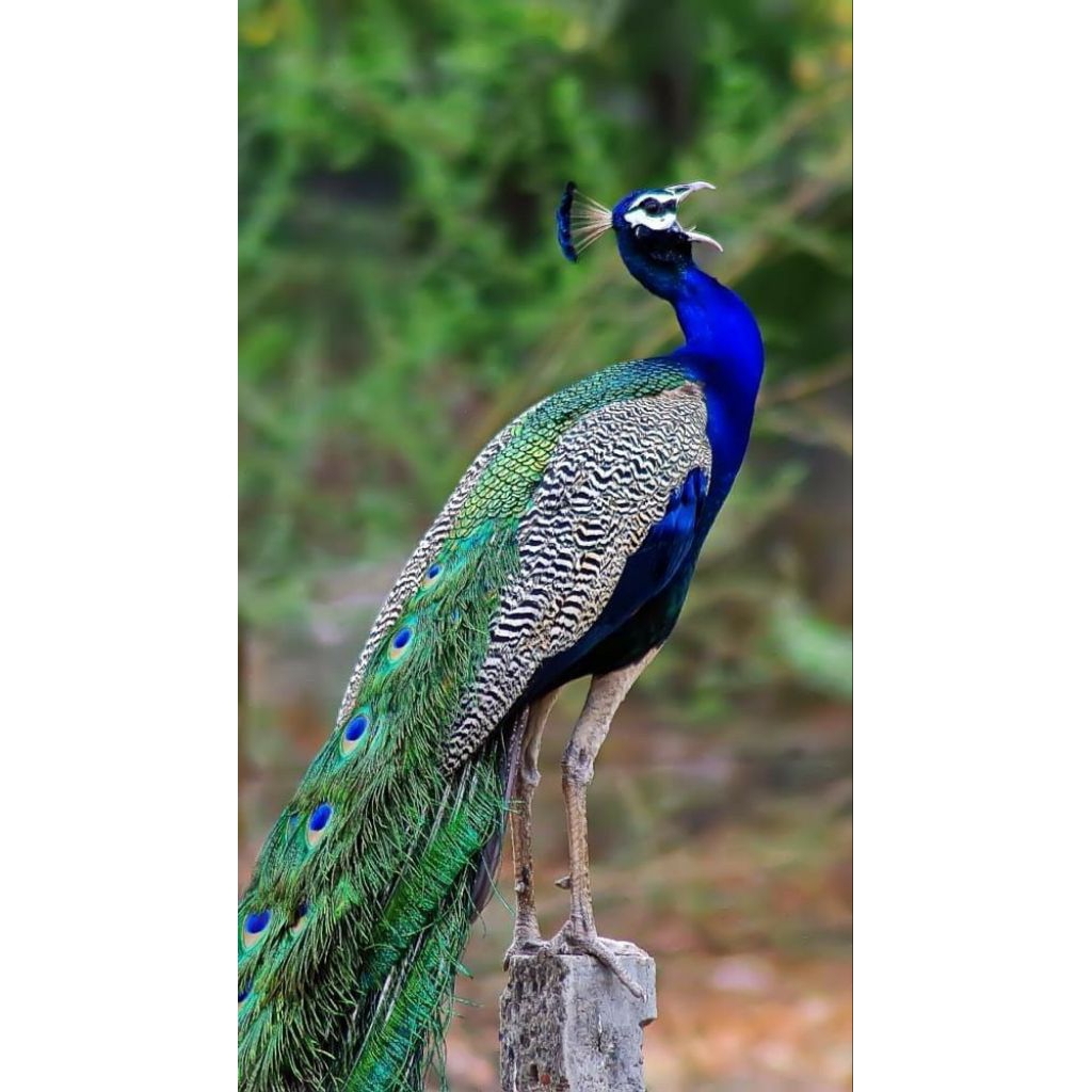 telur Fertil merak biru siap di tetaskan