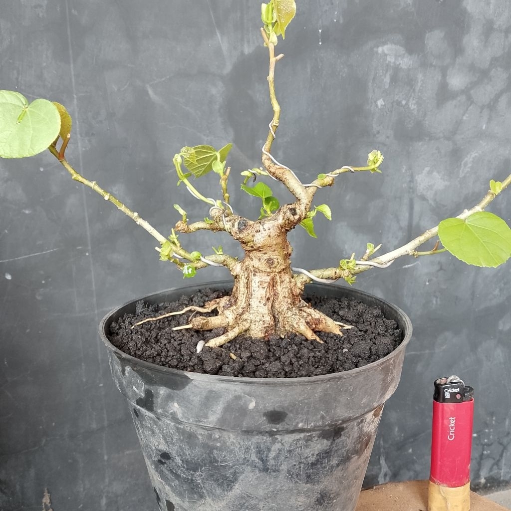 Bonsai mame waru Brasil sesuai foto