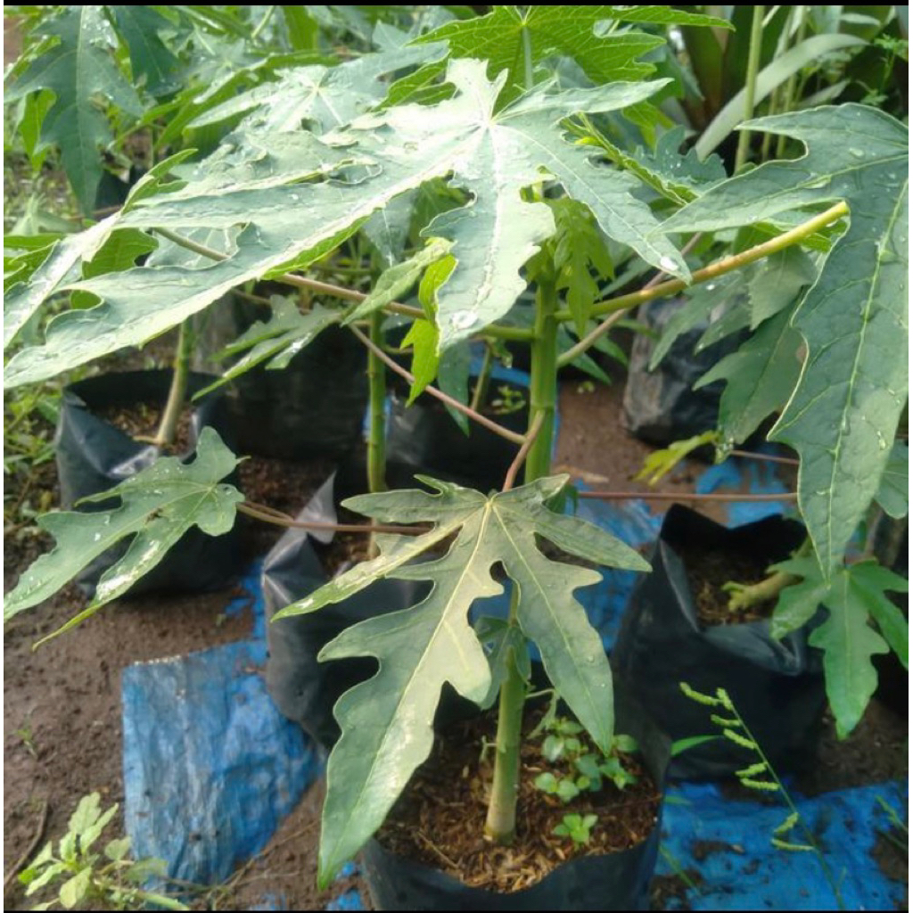 PROMO Tanaman Pepaya California-Tanama pepaya-pepaya california