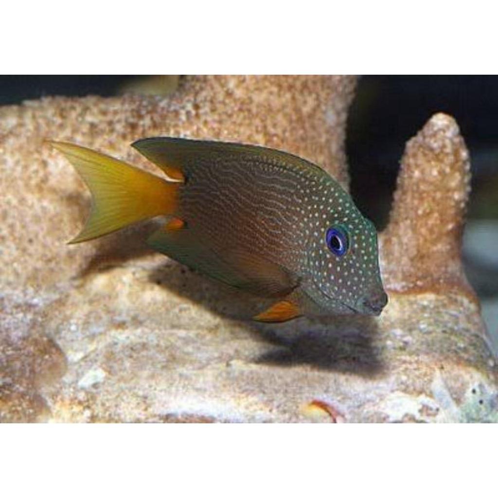 Ikan Hias Air Laut Botana Coklat