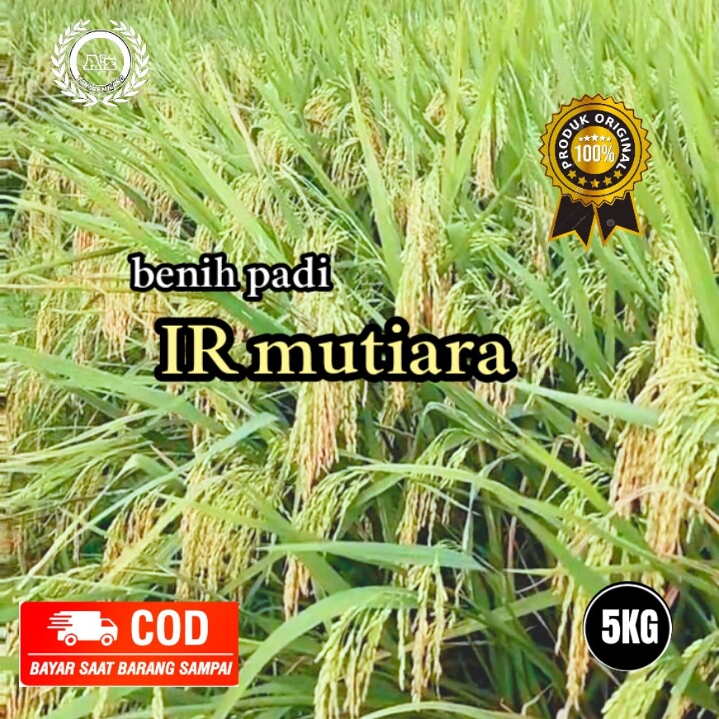 benih padi IR mutiara original kemasan5kg