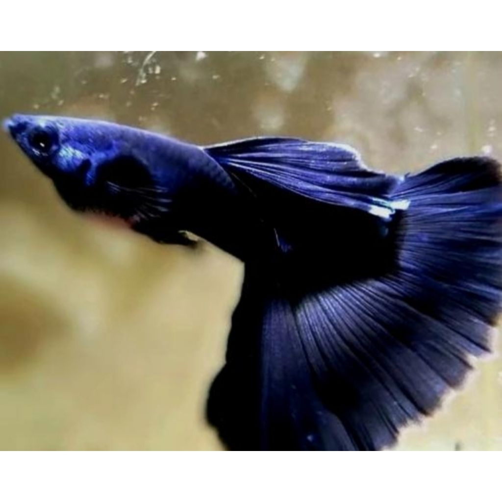 Guppy Black Moscow Satu Pasang Size Indukan Hiasan Aquarium |Ikan Hias Bozz Louhan|