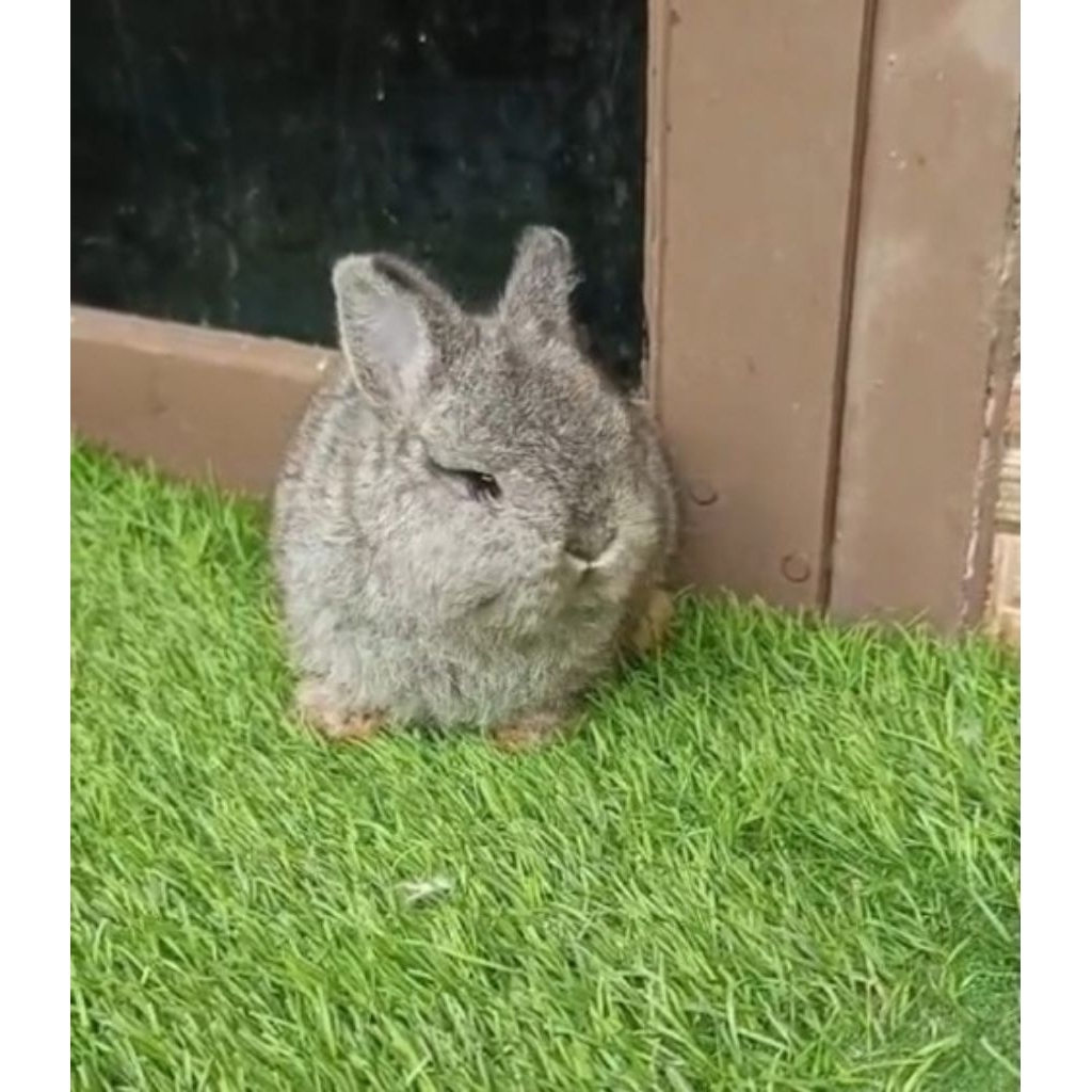 anakan kelinci netherland dwarf 2 bulan