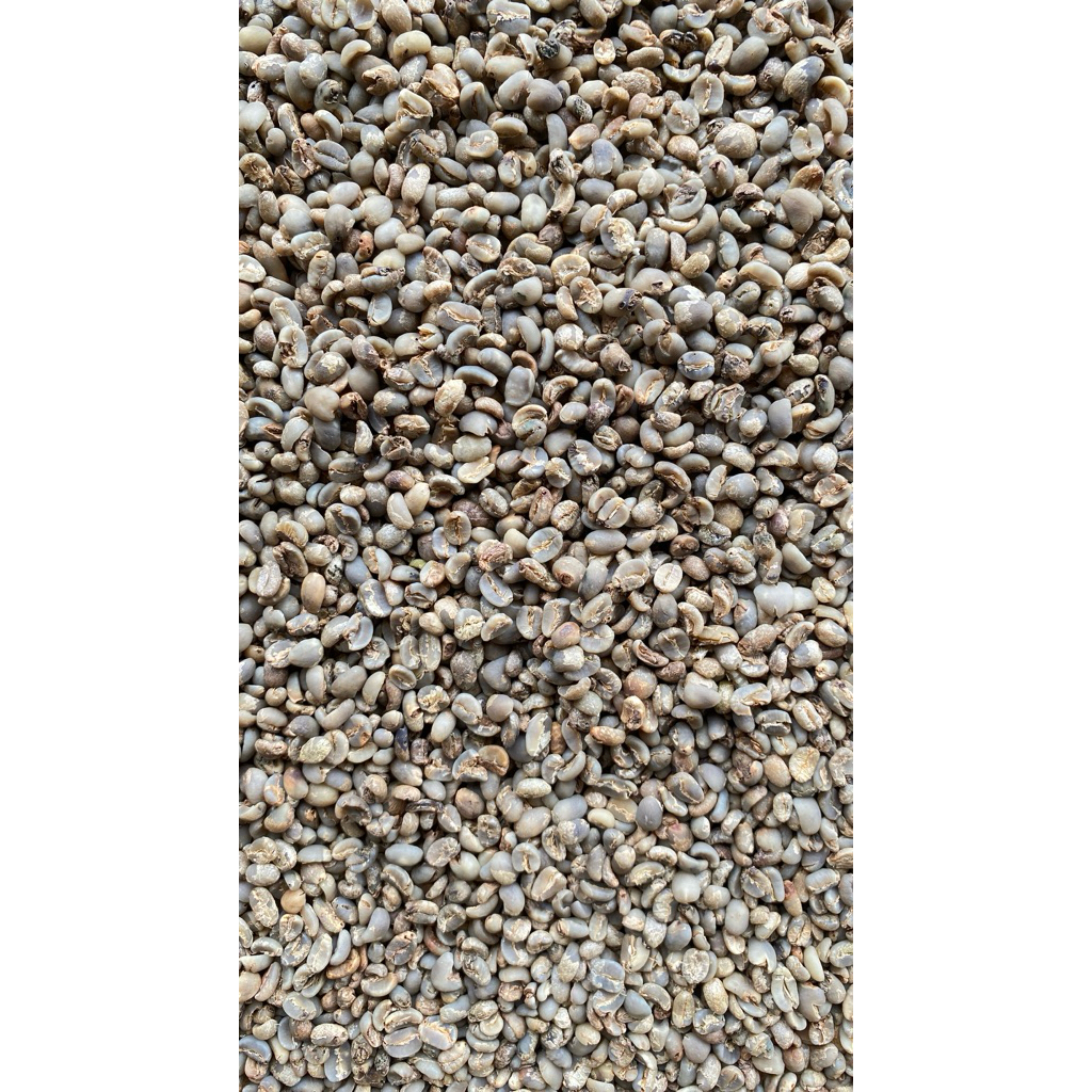 GREEN BEAN BIJI KOPI MENTAH ARABIKA MANDHELING SEMI WASH GRADE 3