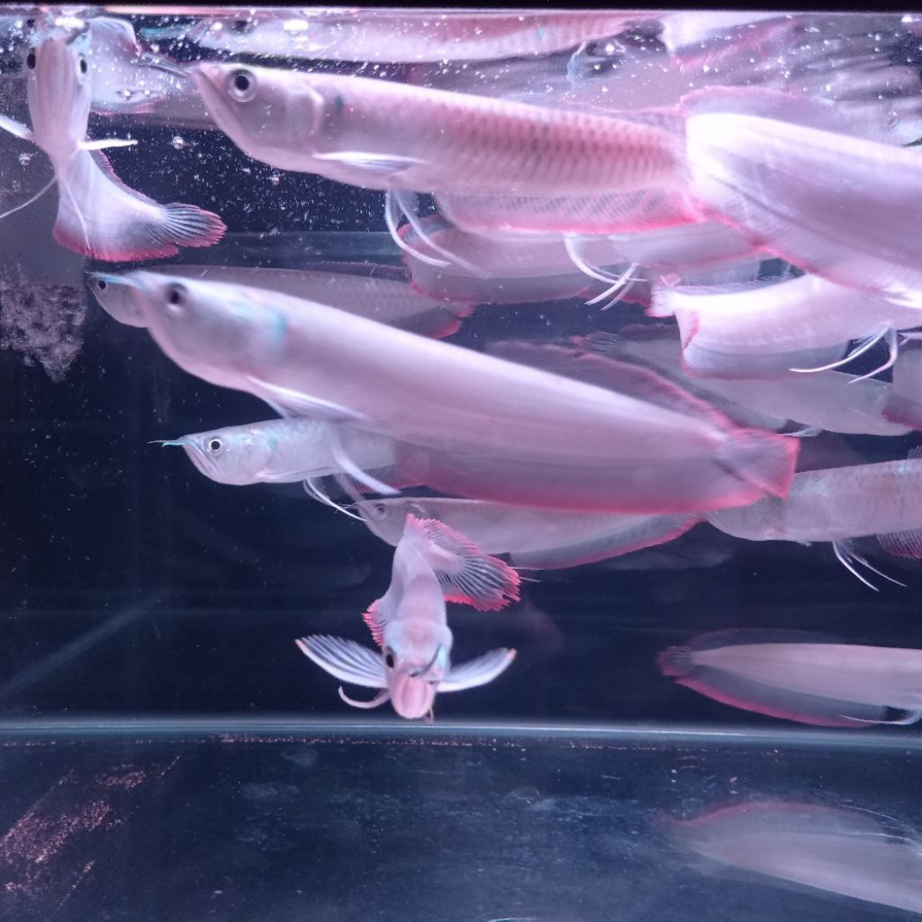 IKAN HIAS AKUARIUM AIR TAWAR ARWANA SILVER RED BERGARANSI