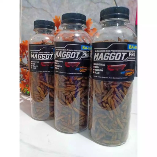 MAGGOT BANA,PAKAN IKAN MAGGOT KERING