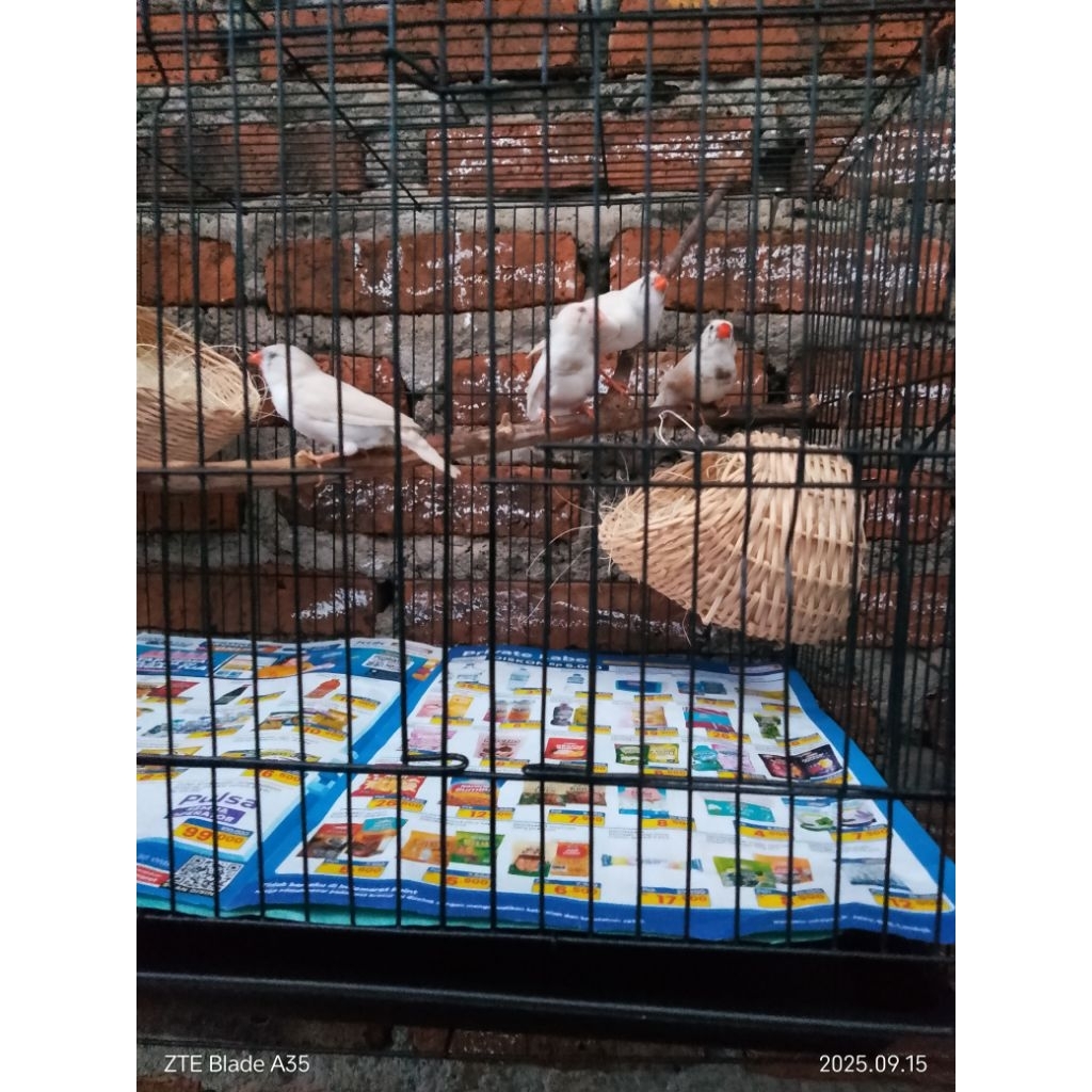 Zebra Finch aussy indukan dua pasang