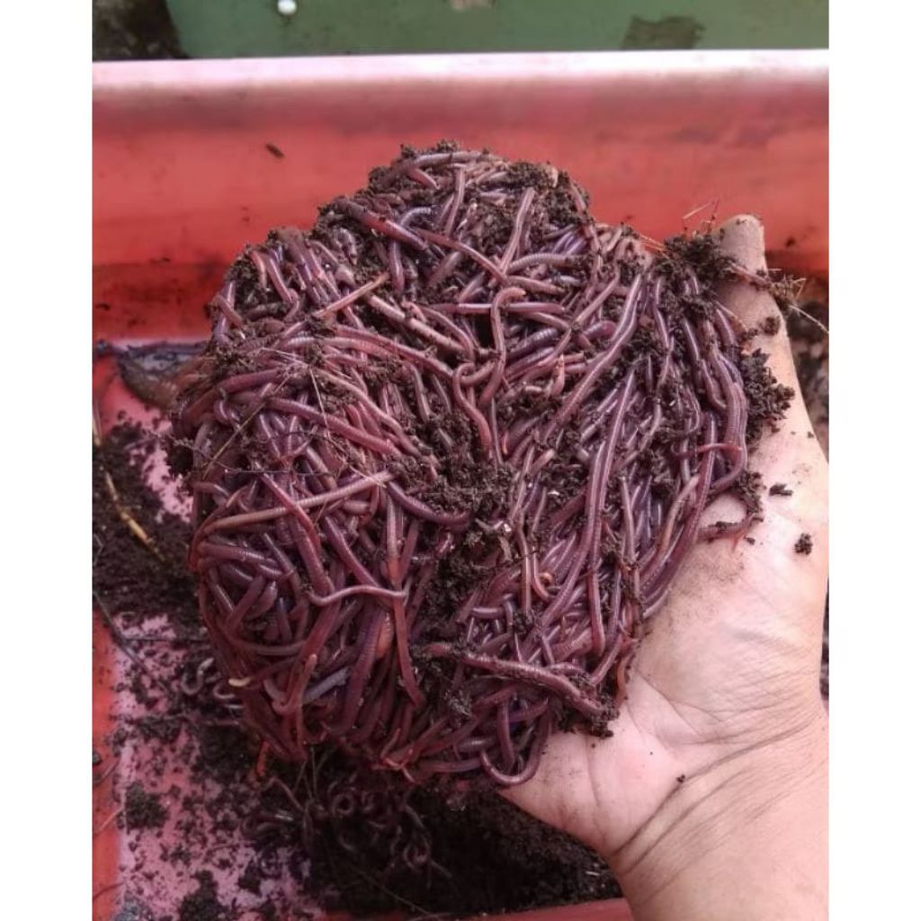 Cacing Tanah ANC - Cacing Tanah Merah - Cacing Tanah Tiger - Cacing Tanah Lumbricus Hidup - Umpan Ma