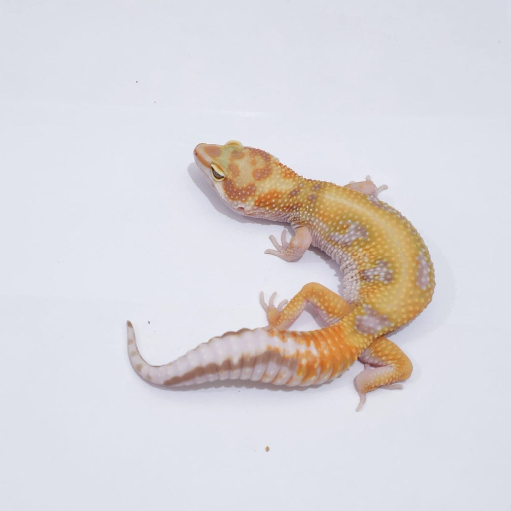 Gecko Albino Tremper Stripe