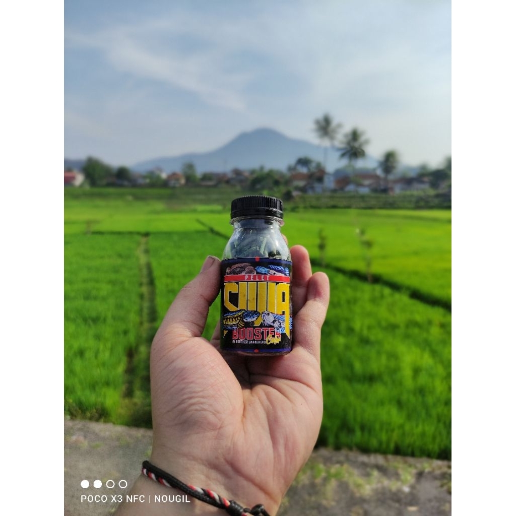 PELET SIWA BOOSTER BLUE | PAKAN PELET SIWA BOOSTER BLUE IKAN HIAS PREDATOR CHANNA 30 gr