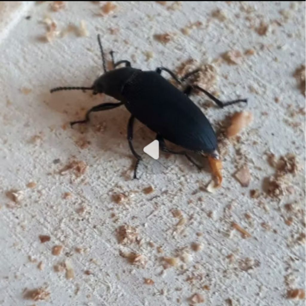 kepik ulat jerman super 50 ekor