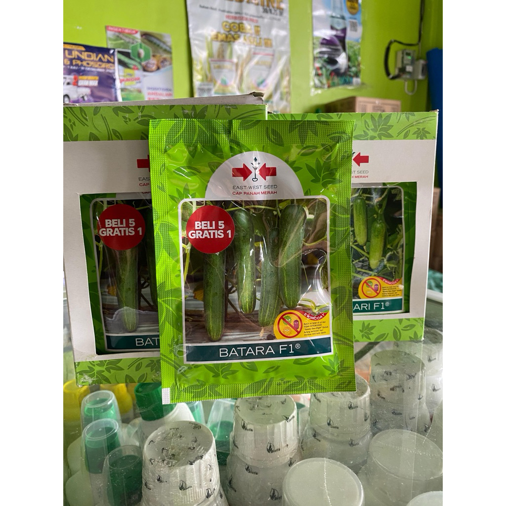 Benih timun besar panah merah batara