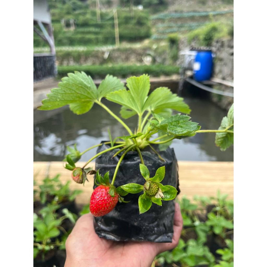 Indukan bibit strawberry super