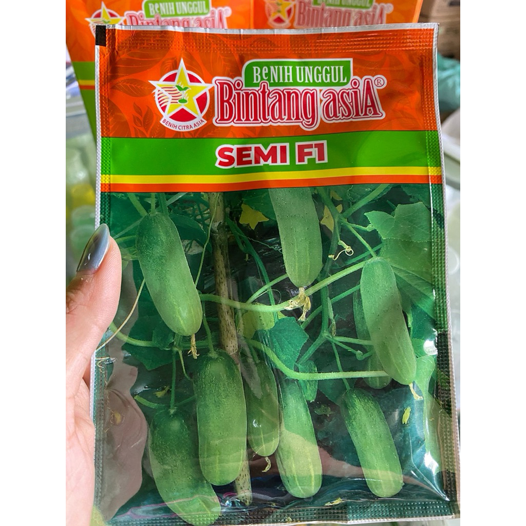 Timun baby Bintang Asia Semi F1