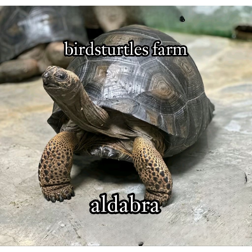 telur kurakura darat aldabra fertil original