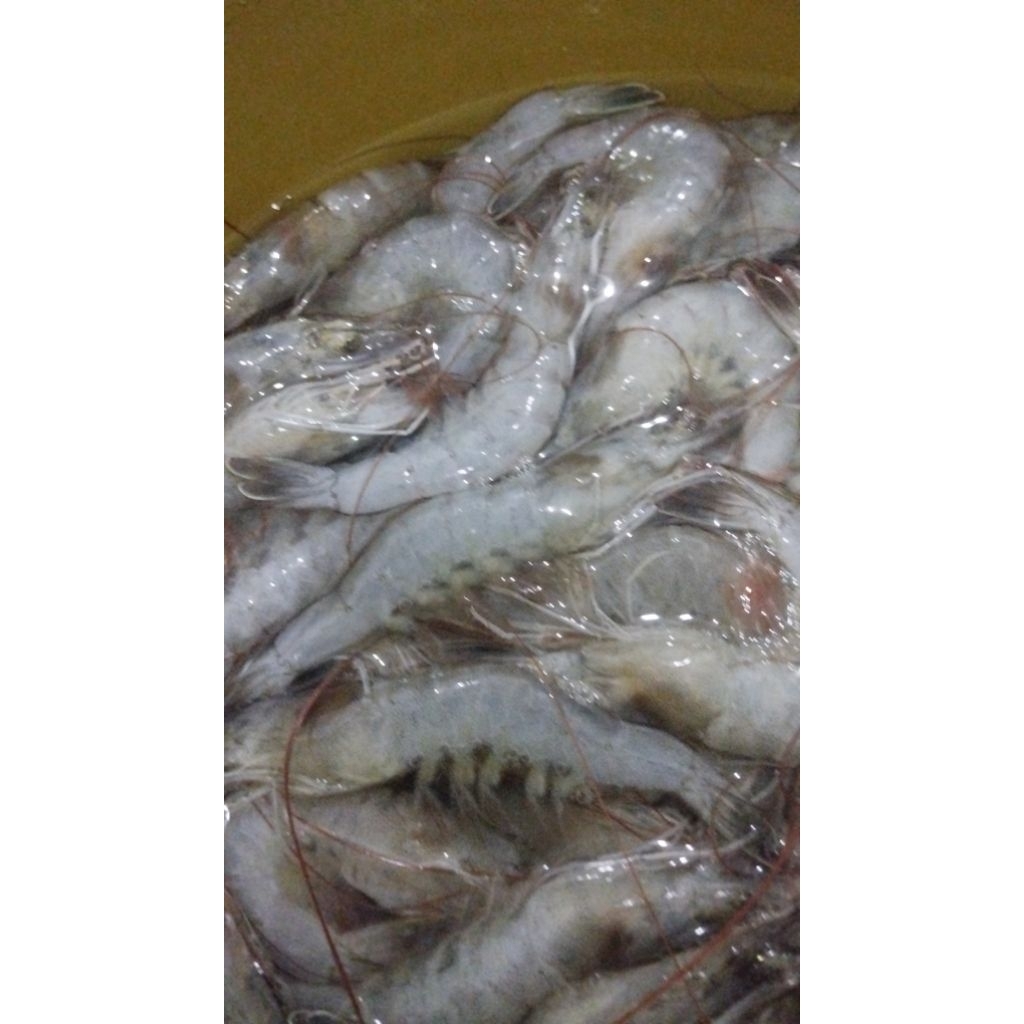 udang besar
