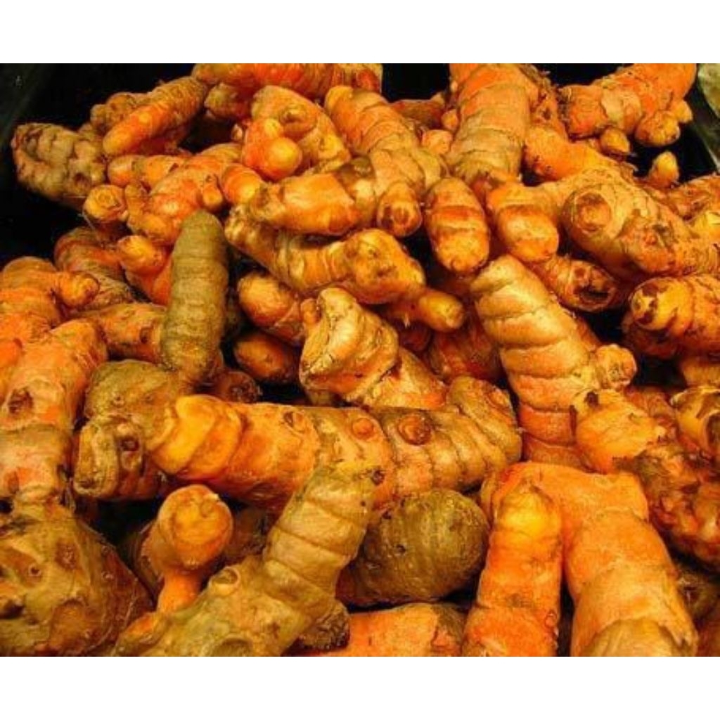 kunyit segar | kunyit segar 1kg / kunyit emprit buat masak 1kg