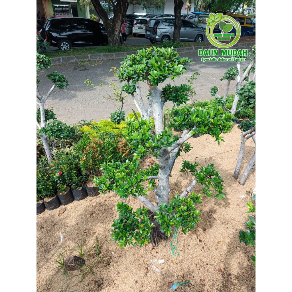 tanaman hias pohon bonsai beringin elegant