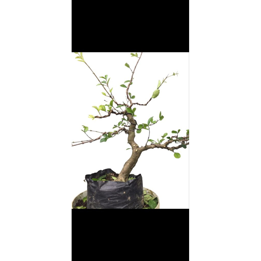 bonsai sianci bahan special