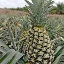 

BUAH NANAS MUDA FRESH DI PETIK SAAT ADA ORDERAN/BUAH NANAS MUDA UNTUK RUJAK