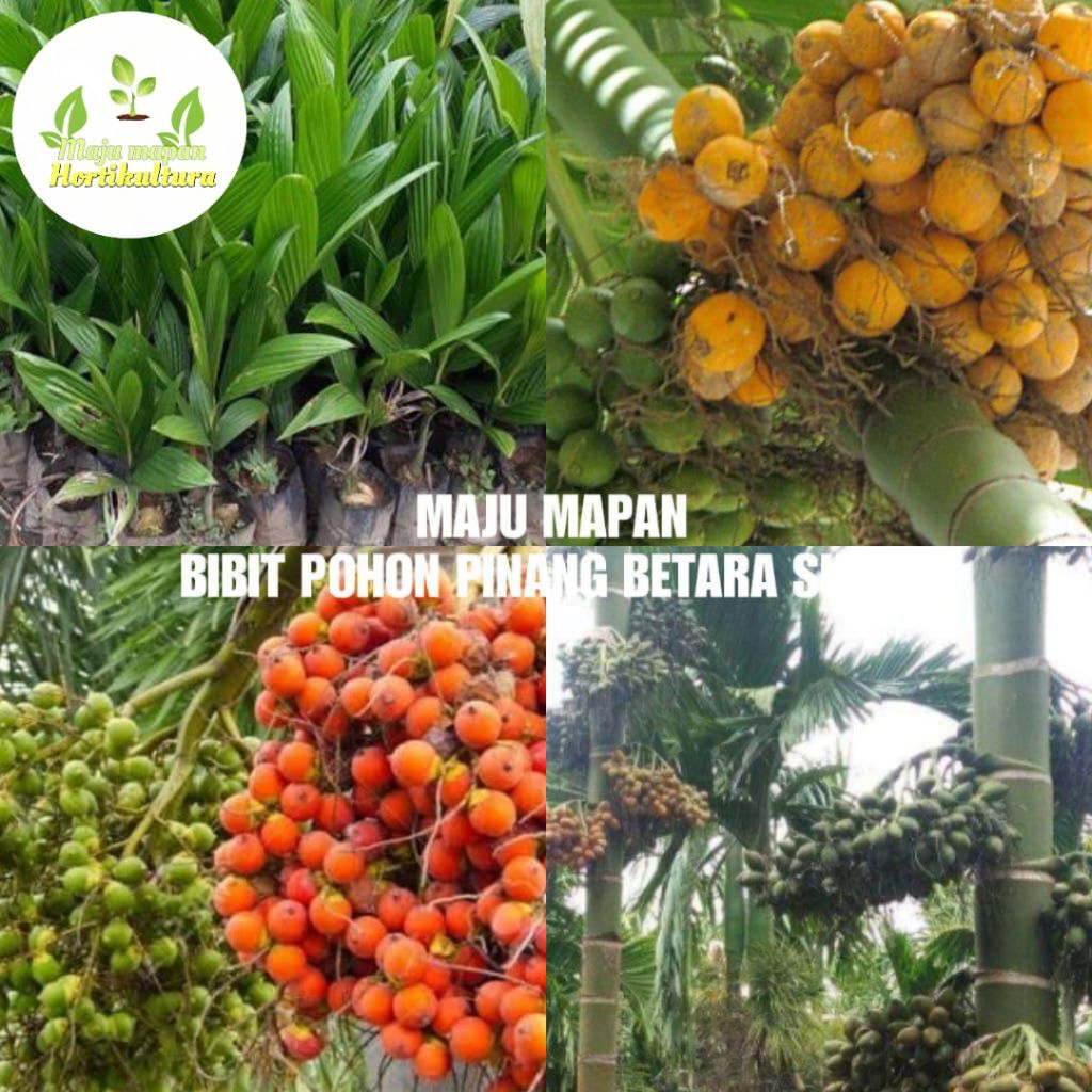 BIBIT PINANG BETARA SUPER (POHON PINANG BATARA)