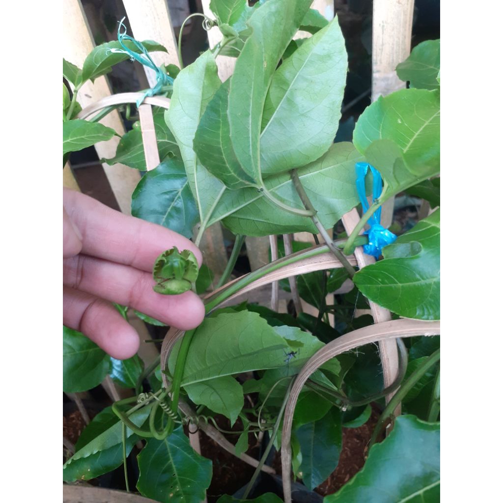 Buah Markisa Ungu - Bibit Buah Markisa Ungu - Tanaman Buah Markisa Ungu SUPER