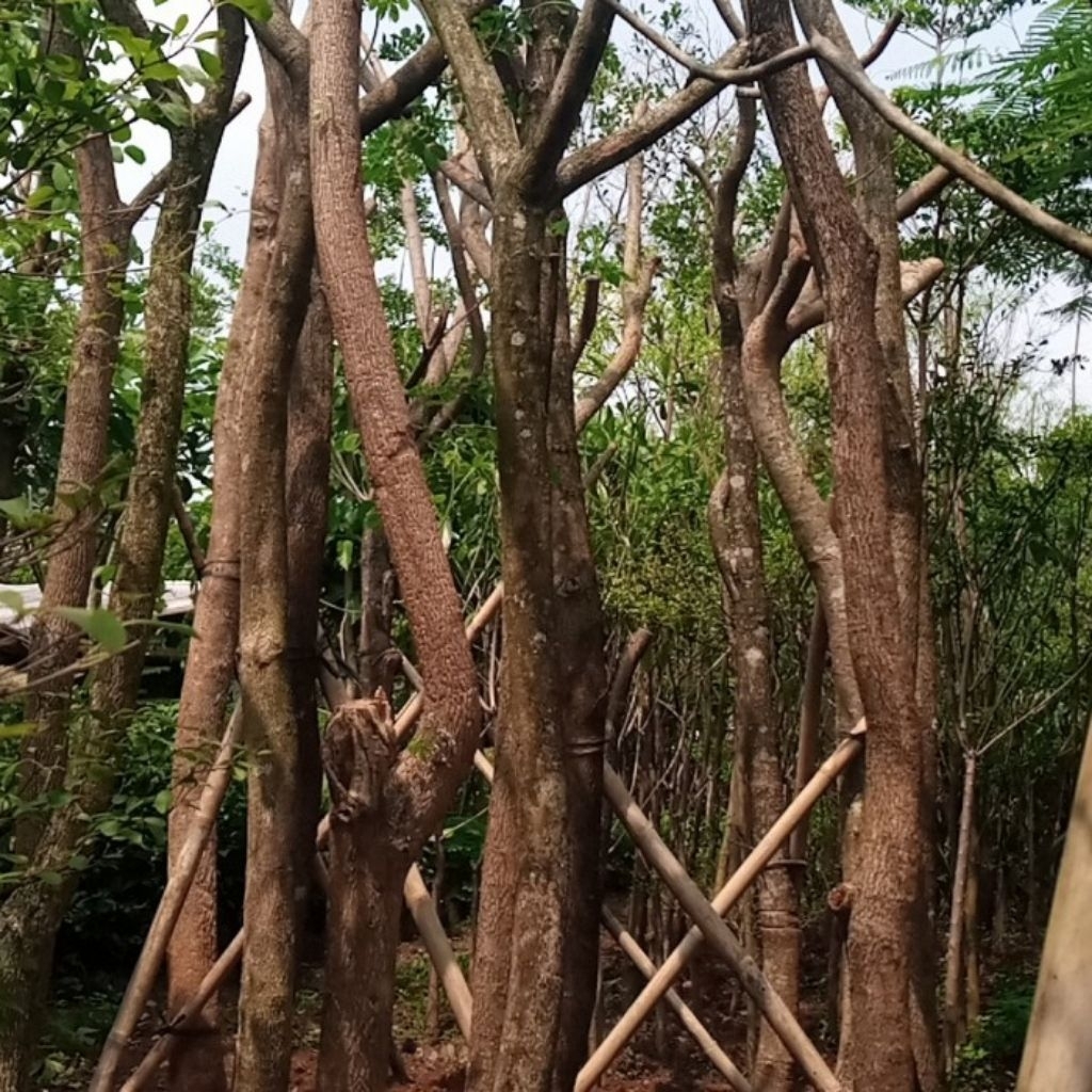 Pohon Pelindung Trembesi, Pohon Kihujan, Pohon Trembesi 3,5m