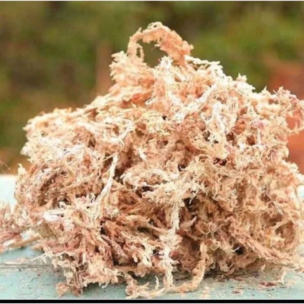 spagnum mos putih,mos import,media tanam lembab,steril, Murah,asli