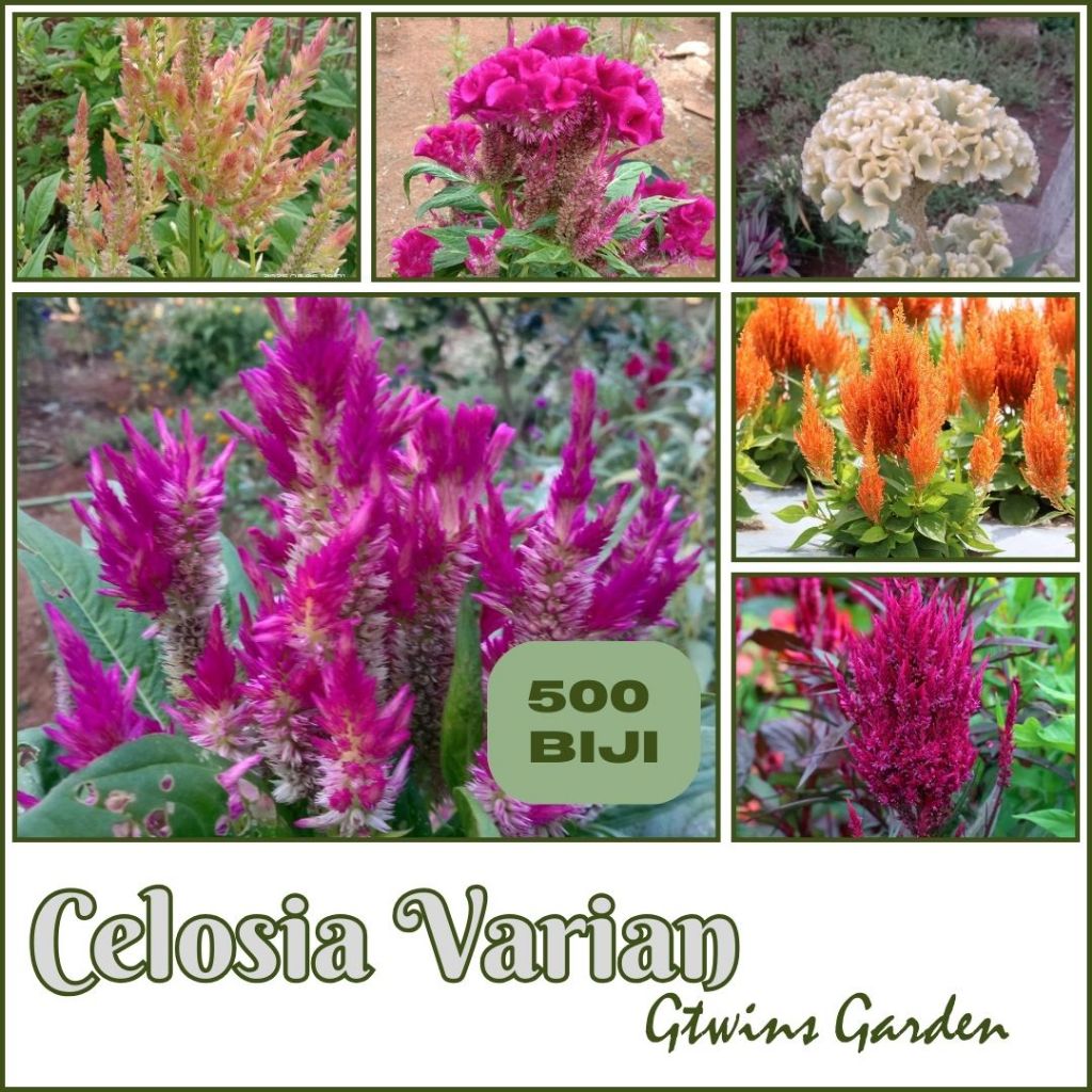 GG | 500 Benih  Bunga Celosia Plumosa Coral Cristata Jengger ayam Jawer Kotok Pilih Warna