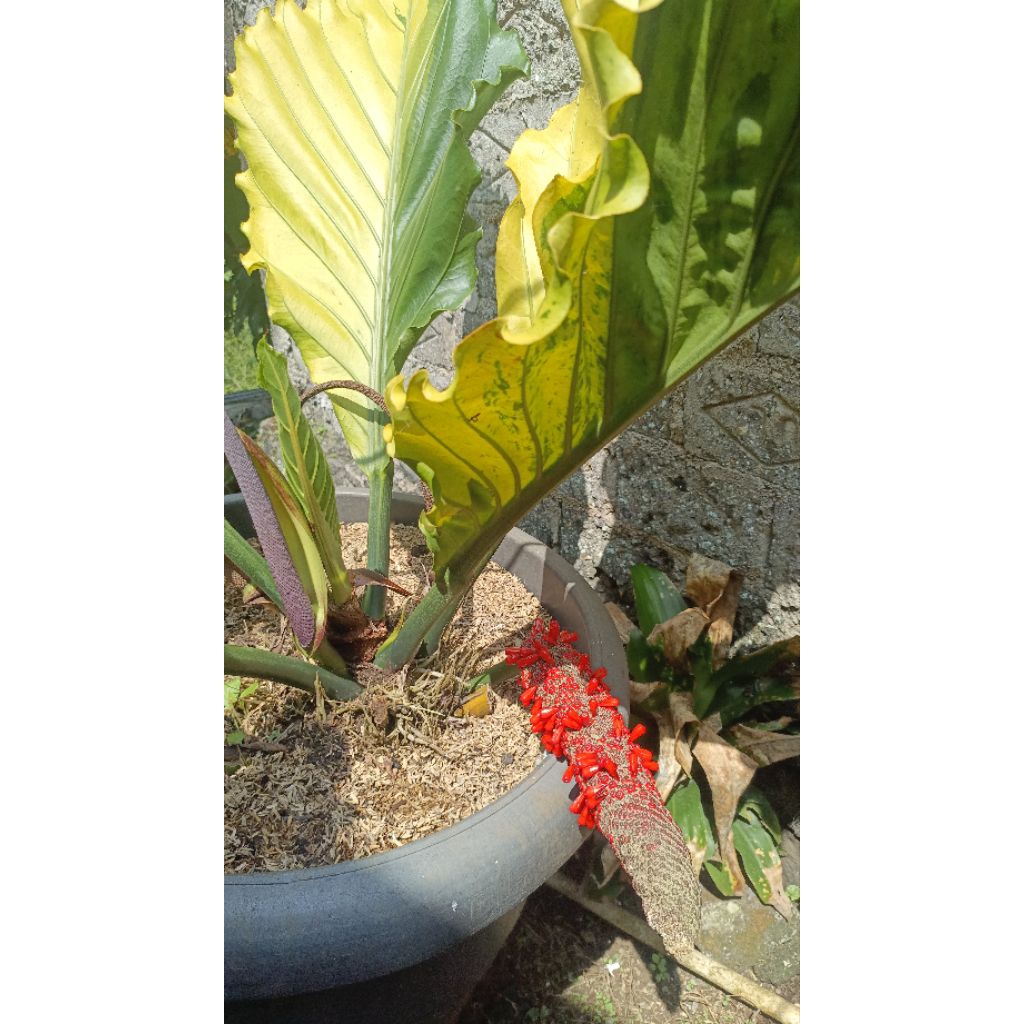 bibit gelombang cinta variegata