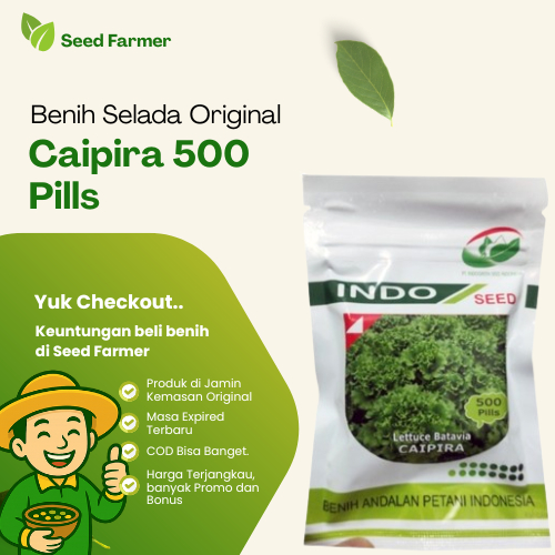 Benih Bibit Selada Caipira Pills 500 Pill Original Pabrik Selada Keriting Batavia Hijau