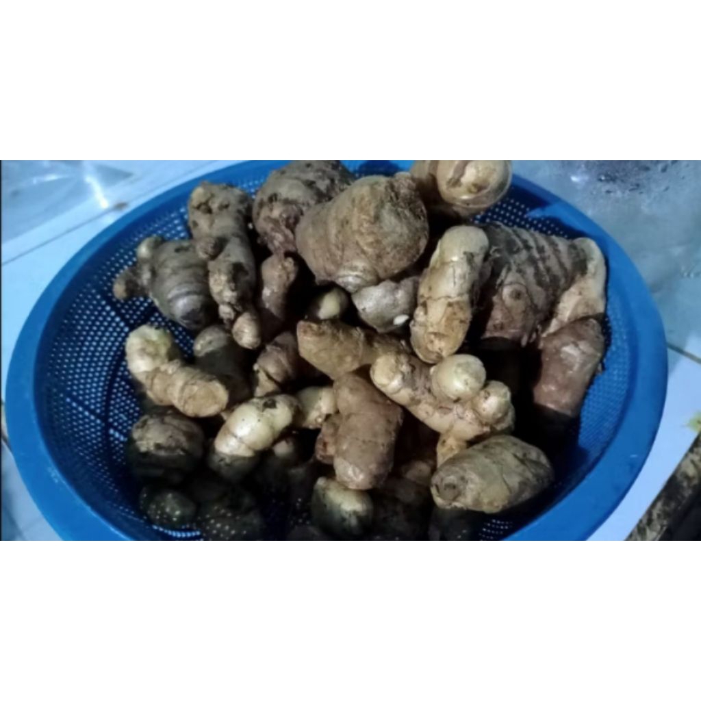 

temulawak/koneng gede/kunyit/temulawak segar 1kg