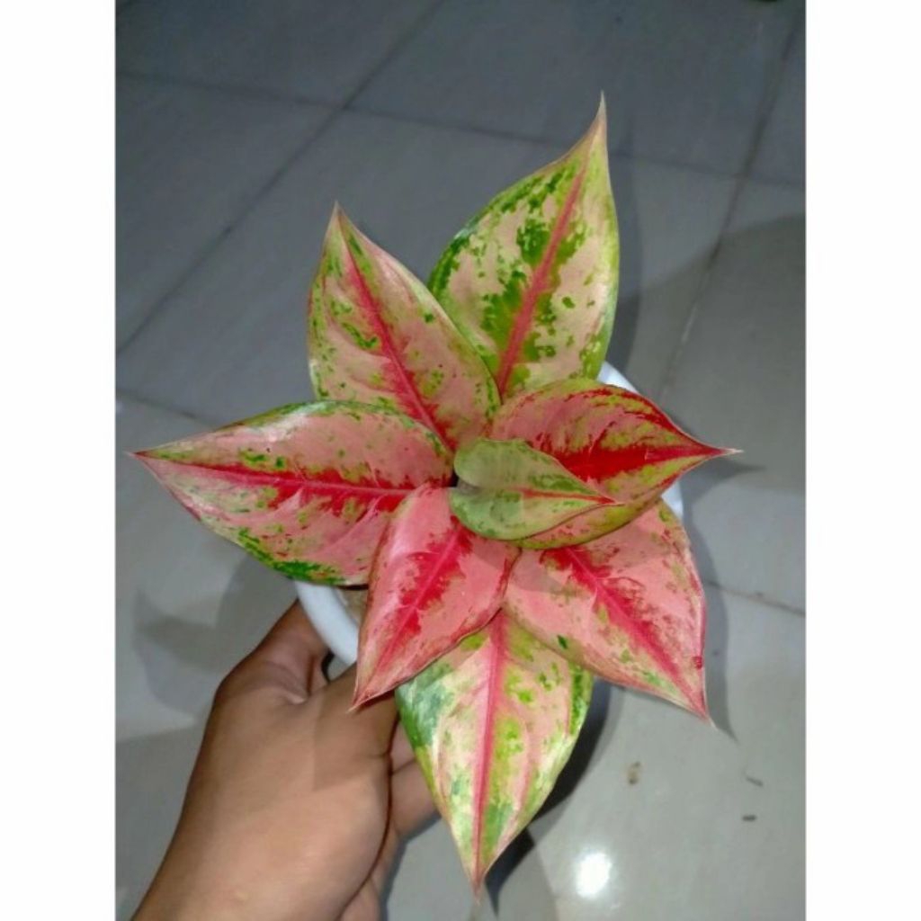 Tanaman hias Aglonema LOD light of diamond Anakan