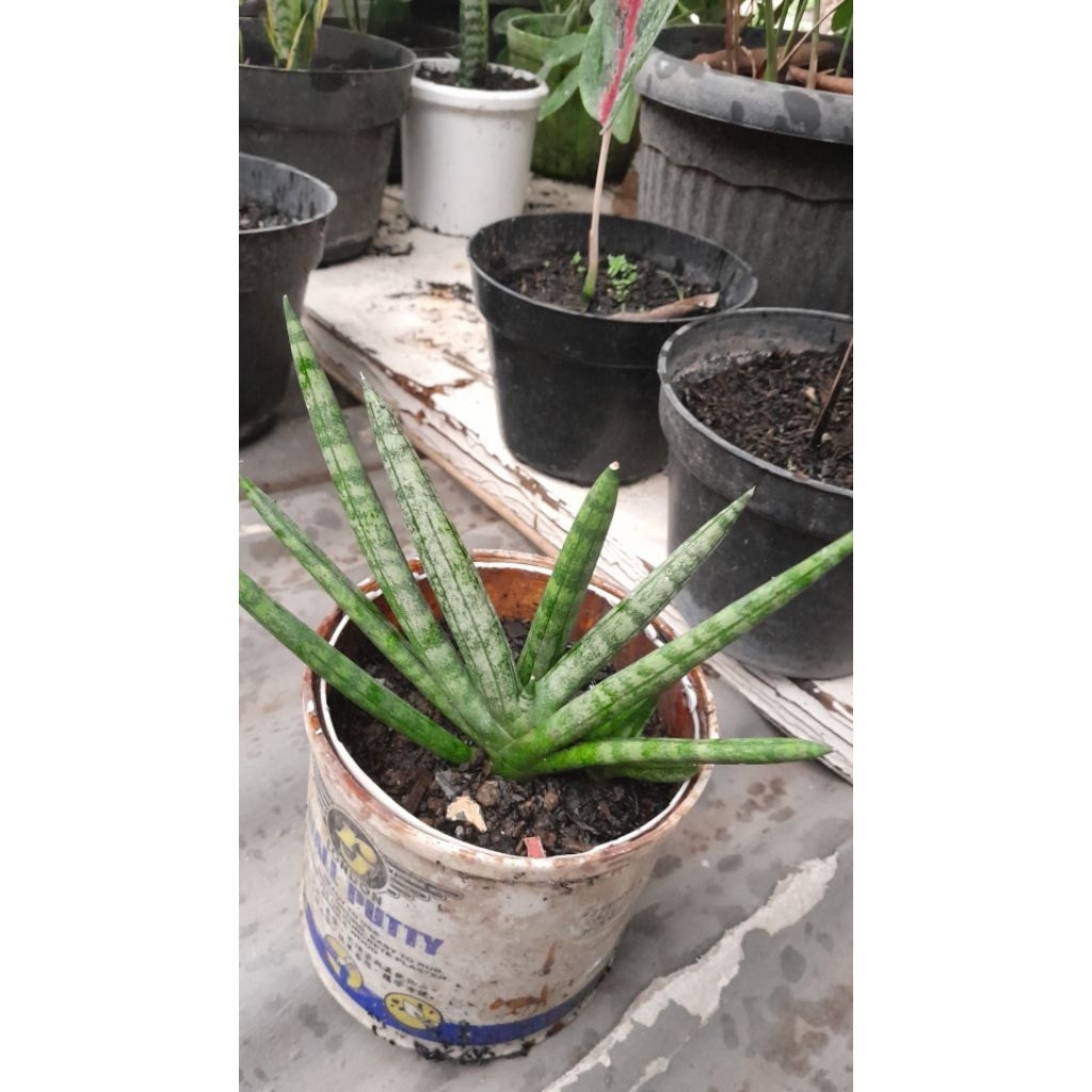 Tanaman Hias Sansivera Boncel Mini