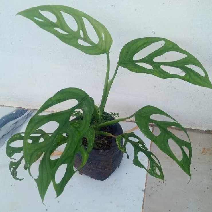 tananman hias janda bolong pohon janda bolong